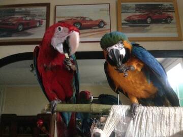 Foto pública de icesex22