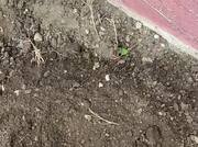 Piedi sporchi di terra